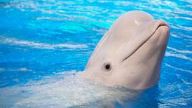 Delfines de agua dulce son declarados en peligro de extinción 