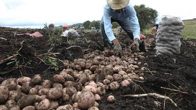 Contra el cambio climático: América Latina presenta iniciativa para ‘salvar’ la agricultura 