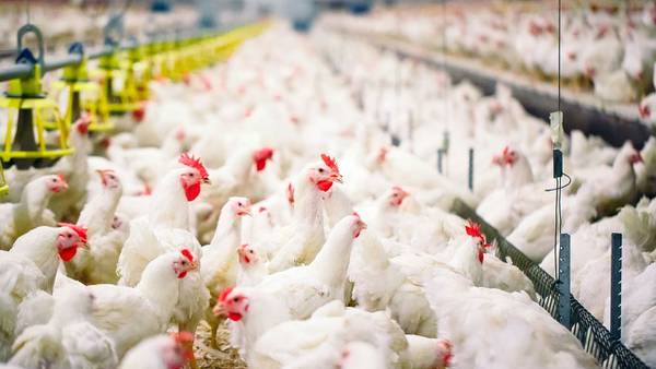Gripe aviar en China: ¿Qué es la cepa H3N8 contagiada por primera vez en humanos?