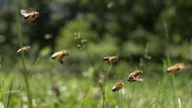 Las abejas no pueden mantener la 'sana distancia', pero así evitan enfermarse en plena pandemia