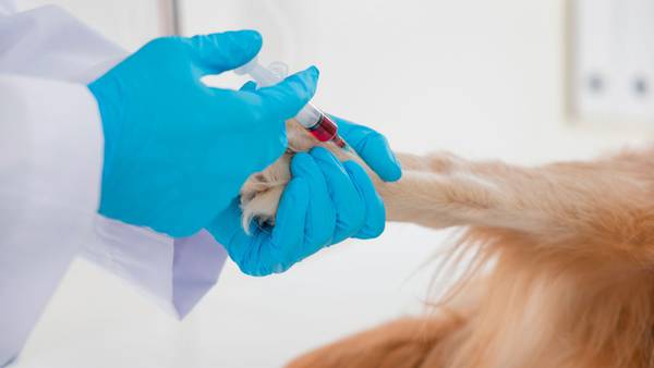 ‘Vampiro’ de perros: Esto sabemos del hombre que extrajo sangre de al menos 500 animales