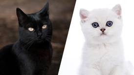 Día de Muertos 2022: ¿Por qué no se deben dar en adopción gatos negros y blancos?