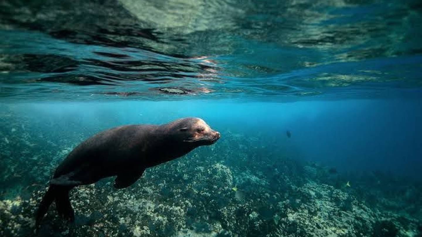 Espíritu Santo: El único lugar en México donde puedes nadar con lobos  marinos – El Financiero