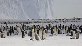 Con los bebés pingüinos no: Mueren polluelos en el Ártico por falta de hielo