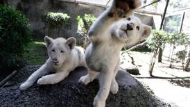 Dos cachorros de león blanco encuentran 'refugio' en México
