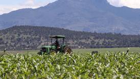 Productores de maíz en Sinaloa: Industriales piden no incitar a la toma de instalaciones