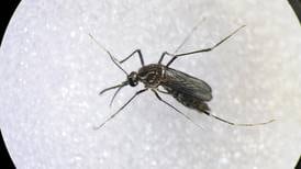 Dengue en Tabasco: alertan por ocho muertes