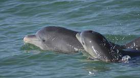 ¿Mamás delfines hablan ‘chiqueadito’ a sus crías? Estudio descubre que sí