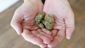 Corte avala el uso medicinal de la mariguana y el derecho a una muerte digna en la CDMX