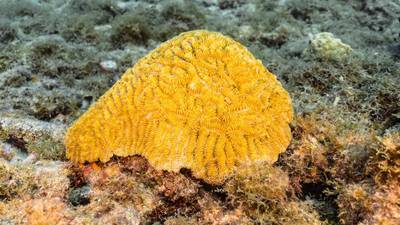 Esponjas marinas y hongos contra el COVID: Estos productos naturales combaten al virus 