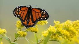 La Mariposa monarca está en riesgo, ¿Cómo ‘salvarla’ desde el jardín de tu casa?