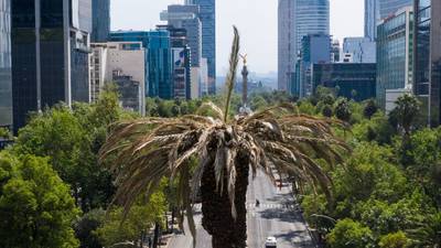 Adiós, Palma de Reforma: ¿Qué árboles pueden sustituir al icono chilango?