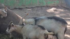 ‘Ni nos los comimos ni los vendimos’: ¿Qué pasó con los animales desaparecidos en zoo de Chilpancingo?
