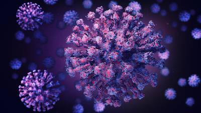 Henipavirus: Esto sabemos de ‘Hendra’, el ‘peligroso’ transmisor del nuevo virus detectado en China