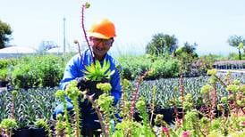 Ienova y la UANL se alían en la conservación de plantas