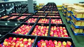 Estiman cosecha de dos millones de cajas de manzana