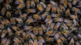 Muere mujer por picadura de abeja africana en Tabasco; hay cinco hospitalizados