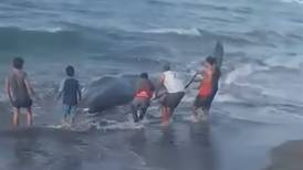 Muere ballena tras permanecer varada por ‘horas’ en costas de Tabasco