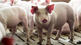 Vietnam intensifica la lucha contra peste porcina africana