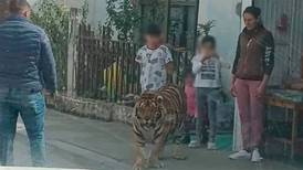 ‘Caminata casual’: Captan a un hombre paseando con su mascota, un tigre, en Guanajuato