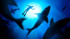 Shark do doo... ¿Cómo la tecnología podría salvarte del ataque de un tiburón?