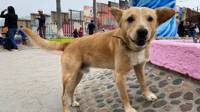 ‘Hermano, cayó la ley’: Deportan a perrito migrante que cruzó corriendo la frontera en Tijuana