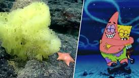 ¿Están listos, chicos? Bob esponja y Patricio estrella ‘viven’ en las profundidades del Atlántico 