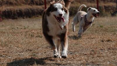 Con los ‘lomitos’ no: EU investiga una rara enfermedad respiratoria en perros