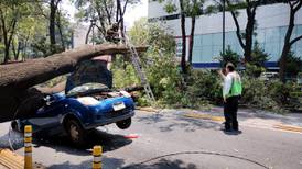 Un árbol cayó sobre un auto en Insurgentes; conductor resultó lesionado 