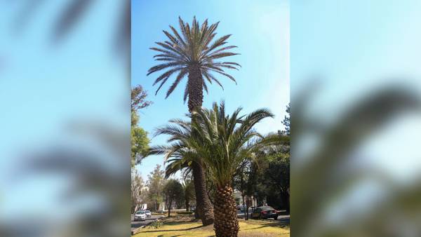 No solo es La Palma de Reforma, ¿Por qué decenas de palmeras están muriendo en la CDMX?