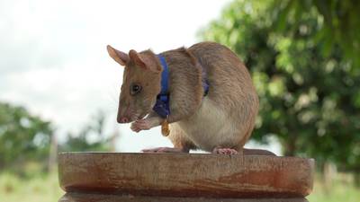 Muere Magawa, la famosa rata detectora de minas terrestres en Camboya