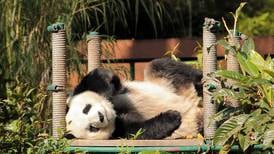 Ya solo queda uno: la historia de los pandas gigantes en el Zoológico de Chapultepec