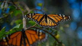 Mariposas monarca ‘huyen’ del cambio climático: Disminuye su presencia en bosques mexicanos