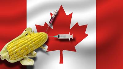 Canadá se une a la pelea vs. México: Respalda ‘guerra’ de EU por maíz transgénico