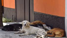‘Lomitos’ protegidos: Milpa Alta comenzará programa de apoyo a animales callejeros