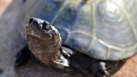 ¿De dónde viene la costumbre de comer tortugas en Tabasco y otros estados de México?