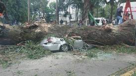 Árbol aplasta un auto y causa la muerte de 4 personas en Naucalpan