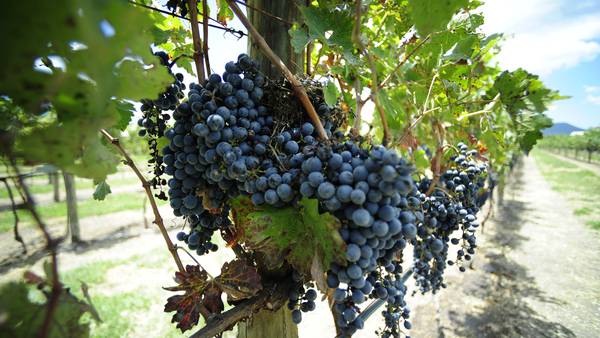 Sequía en Nuevo León pega a la producción, pero favorece la calidad del vino