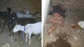 Secuestran a hombre con todo y sus chivos y cerdos en Michoacán