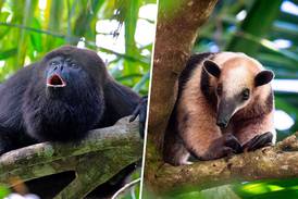 Mono aullador y oso hormiguero, entre las especies ‘mudadas’ por construcción de Dos Bocas