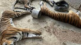 Tigres de bengala recuperados en operativo mueren de hambre 