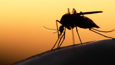 Temporada de lluvias 2023: Soluciones antimosquitos para espacios interiores 