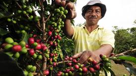 Regiones productoras de café podrían reducirse a la mitad
