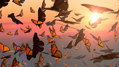 La migración de las mariposas monarca está en riesgo, pero hay un plan para  salvarla – El Financiero