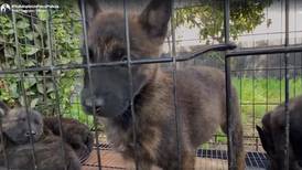 ¿Quieres tener un ‘lomito’? Así puedes adoptar a un perro policía en Atizapán de Zaragoza