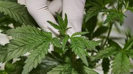 Corte da ‘luz verde’ al uso de cannabis con fines industriales