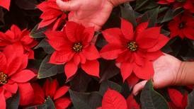 4T quiere crear una ‘super-Nochebuena’: iniciará mejora genética  de la flor navideña