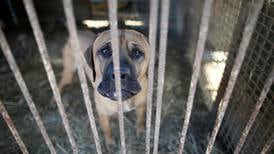 ¡Con los ‘lomitos’ no! Corea del Sur quiere prohibir el consumo de carne de perro