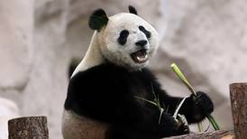 ¿Qué hacen los pandas las 24 horas del día? Este zoológico te lo muestra en tiempo real 