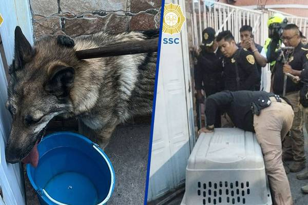 ¿Era perro o lobo? Rescatan animal en las calles cercanas al Zoológico de Aragón